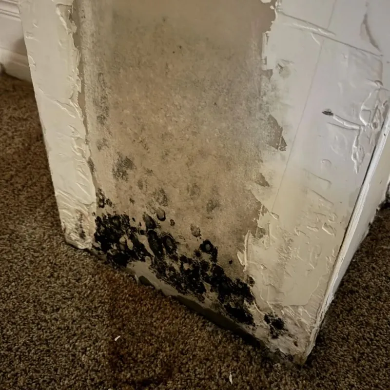 Professional Mold Removal in Clinton, MA